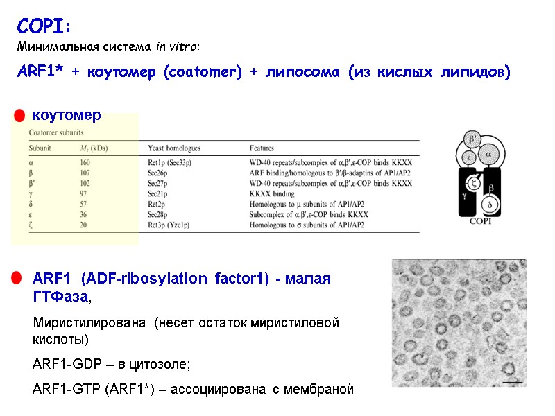 COPI:  Минимальная система in vitro:  ARF1* + коутомер (coatomer) + липосома (из